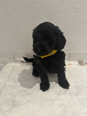 Pudel-Tibet-Terrier Mischlingswelpen 