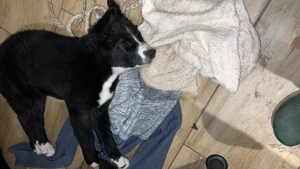 4 Border-Collie Mischlinge suchen ein liebevolles  Zuhause