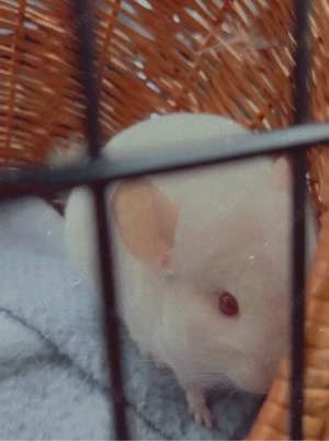 Drei Chinchilla mädchen