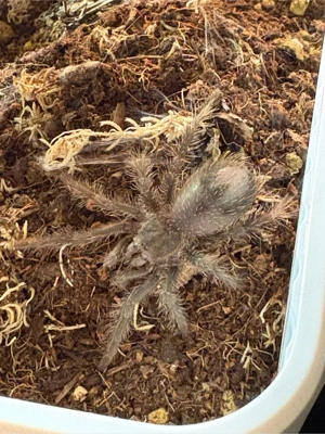 Lasiodora P.  