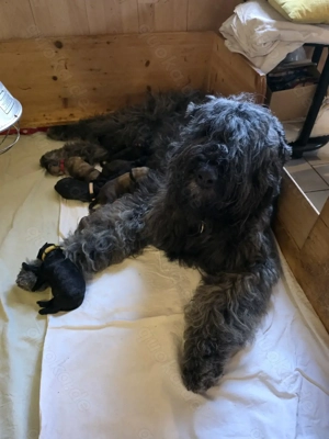 Bouvier des Flandres Welpen 