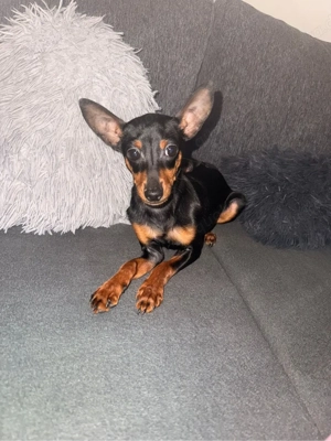Zwergpinscher Mini   Rüde, 4 Monate