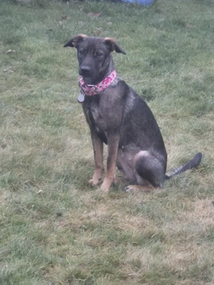 Wurfgeschwister gesucht 