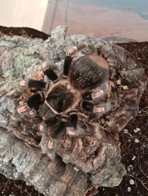 Brachypelma Auratum 0.1 adult
