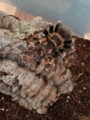 Brachypelma Auratum 0.1 adult Bild 3