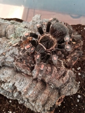Brachypelma Auratum 0.1 adult