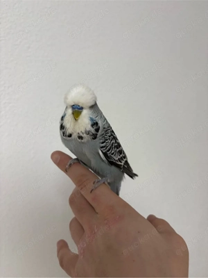 Schauwellensittiche verschiedene Farben Bild 3