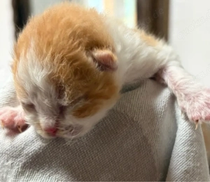 Selkirk Rex zuckersüsse Bärchen aus der Klosterstadt