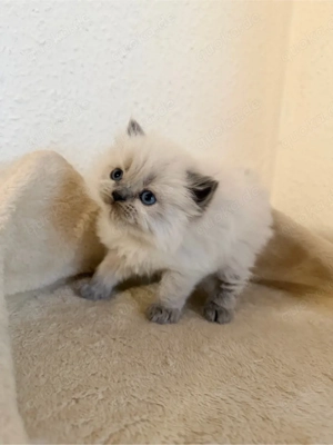 Nur noch 4 Zuckersüße reinrassige Perserkätzchen