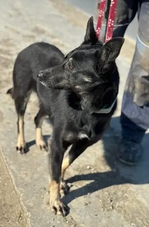 Claudia - als Wachhündin zu lieb - und vom Besitzer ins Tierheim abgeschoben