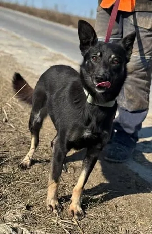 Claudia - als Wachhündin zu lieb - und vom Besitzer ins Tierheim abgeschoben