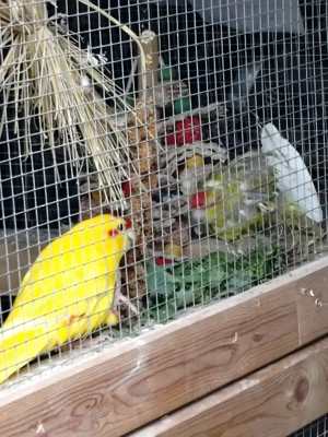 suche Ziegensittich Henne 