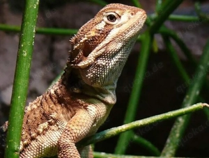 Suche Zwergbartagame 