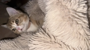 Bkh kitten 12 wochen