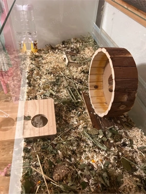    Roborowski-Zwerghamsterin sucht neues Zuhause    Bild 2