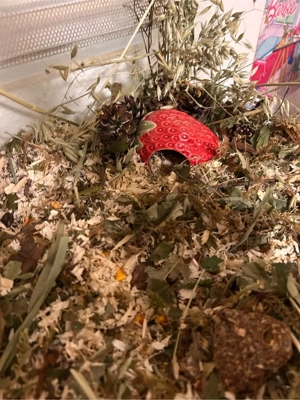    Roborowski-Zwerghamsterin sucht neues Zuhause    Bild 3