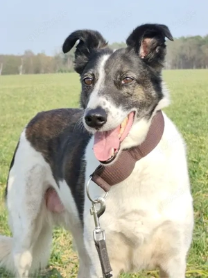 Chiquita, ab 1.3. PS in 29410 Salzwedel, sensible Hündin, groß, grazil