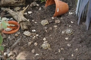 Griechische Landschildkröten Nachzuchten aus 2025