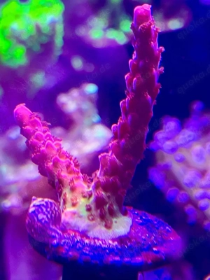 acro meerwasser ableger korallen 