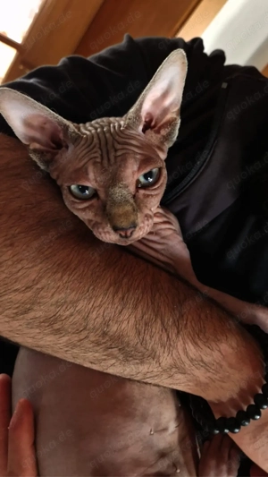 sphinx sphynx kitten 