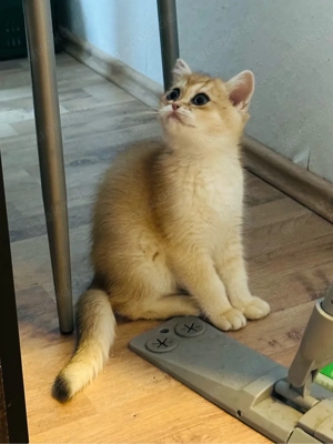 Bkh Kitten Golden Shaded