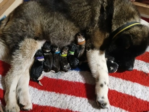  3 süße Welpen Abgabebereit ab 30.3.26 Bild 10