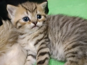 kitten  bkh Junge  NY24  reinrassig Getiegert tabby golden bleck 
