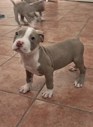 American Bully Welpen suchen ein tolles Zuhause