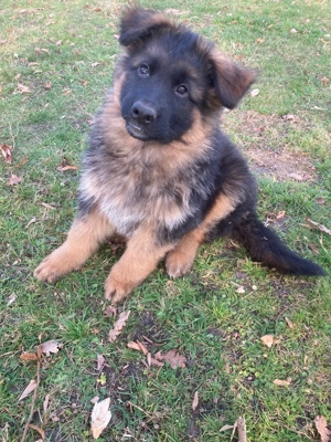 Schäferhund Rüden mit Papiere, 12 Wochen, langhaar Welpe