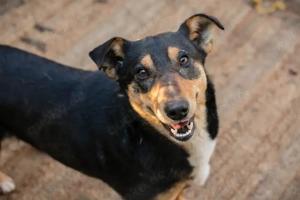 Chip-Nr. 271408 - Ein offener, lieber und zugänglicher Junghund