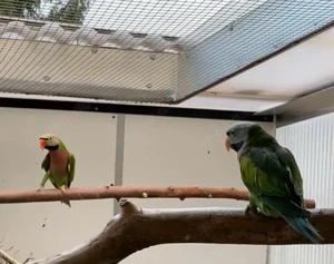 Handzahm Rosenbrustbardsittiche