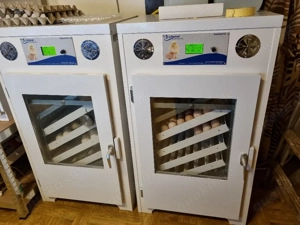  Lohnbrut  , Küken, ausbrüten, Eier, Wachtel, Hühner, Gänse, Ente