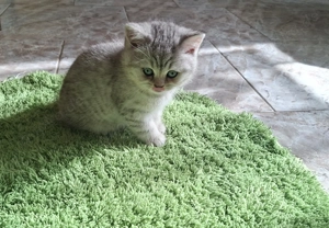 BKH Kitten, reinrassig