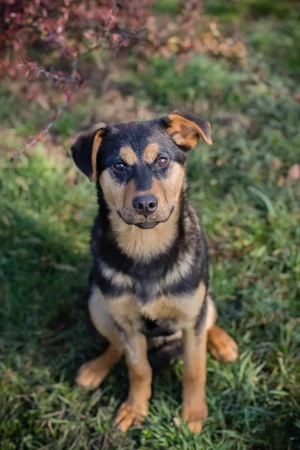 Welpe *BAILEY* - Ich bin welpentypisch lieb und aktiv und suche ein liebevolles Zuhause 