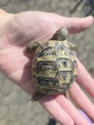 Griechische Landschildkröte 2023