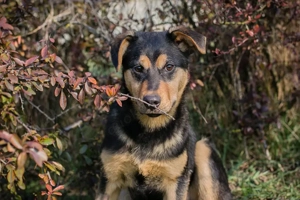 *BAILEY* - Er ist sehr sanft, aber anfangs Fremdem und Fremden gegenüber zurückhaltend und abwartend