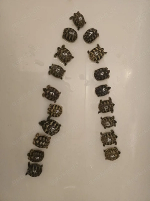 3 schöne Breitrandschildkröten 2025