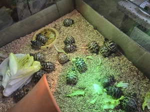 3 schöne Breitrandschildkröten 2025