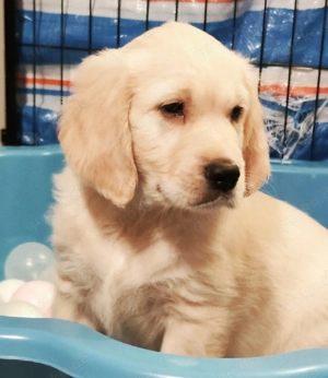 Wunderschöne reinrassige Golden Retriever Rüden suchen ab sofort 