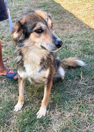 Nelu   sucht seine Herzmenschen für immer Bild 7