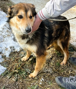 Nelu   sucht seine Herzmenschen für immer Bild 3