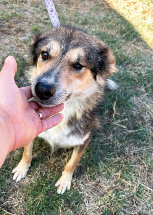 Nelu   sucht seine Herzmenschen für immer Bild 6