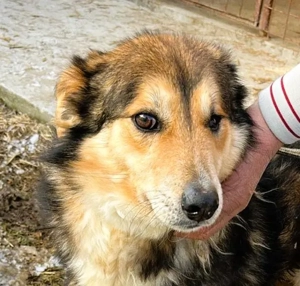 Nelu   sucht seine Herzmenschen für immer Bild 2