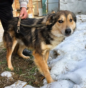 Nelu   sucht seine Herzmenschen für immer Bild 4