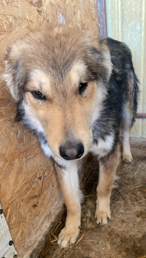 Nelu   sucht seine Herzmenschen für immer Bild 10