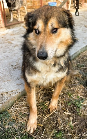 Nelu   sucht seine Herzmenschen für immer Bild 5