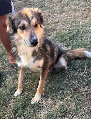 Nelu   sucht seine Herzmenschen für immer Bild 8