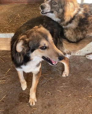 Nelu   sucht seine Herzmenschen für immer Bild 9