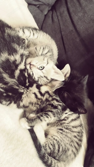 Baby Katzen zum verkaufen 