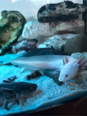 Aquarium mit Axolotl zu verkaufen